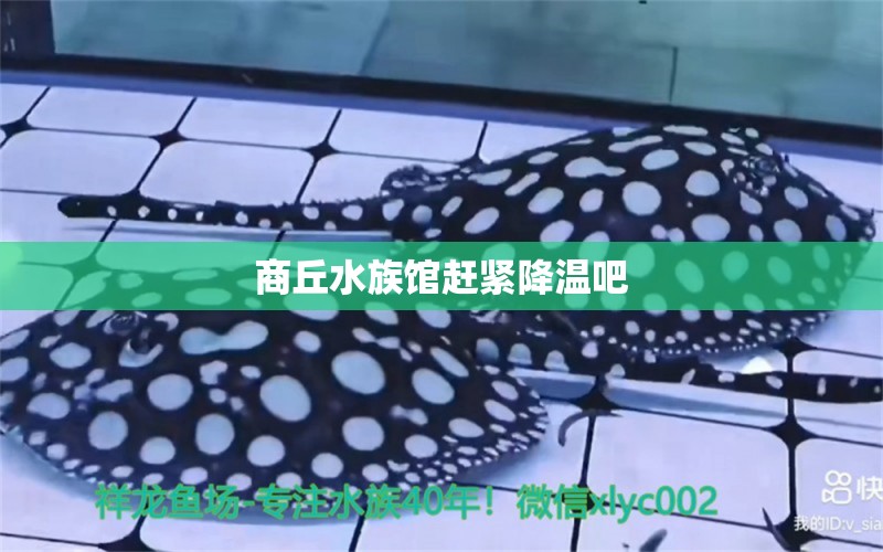 商丘水族館趕緊降溫吧 招財戰(zhàn)船魚 第2張