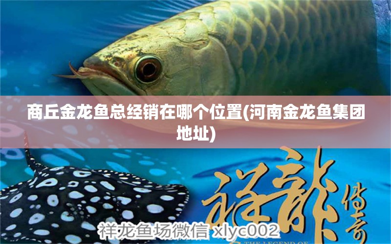 商丘金龍魚總經(jīng)銷在哪個(gè)位置(河南金龍魚集團(tuán)地址) 觀賞魚市場(chǎng)