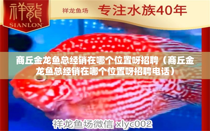 商丘金龍魚(yú)總經(jīng)銷(xiāo)在哪個(gè)位置呀招聘（商丘金龍魚(yú)總經(jīng)銷(xiāo)在哪個(gè)位置呀招聘電話）