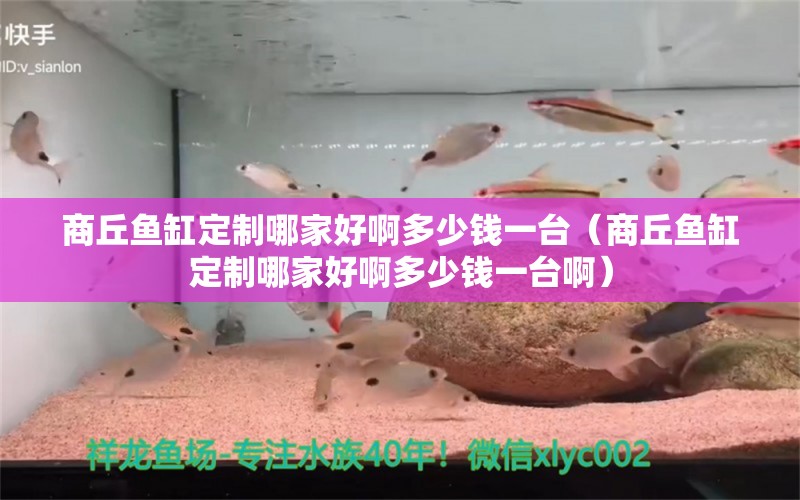 商丘魚缸定制哪家好啊多少錢一臺（商丘魚缸定制哪家好啊多少錢一臺?。?觀賞魚市場（混養(yǎng)魚）