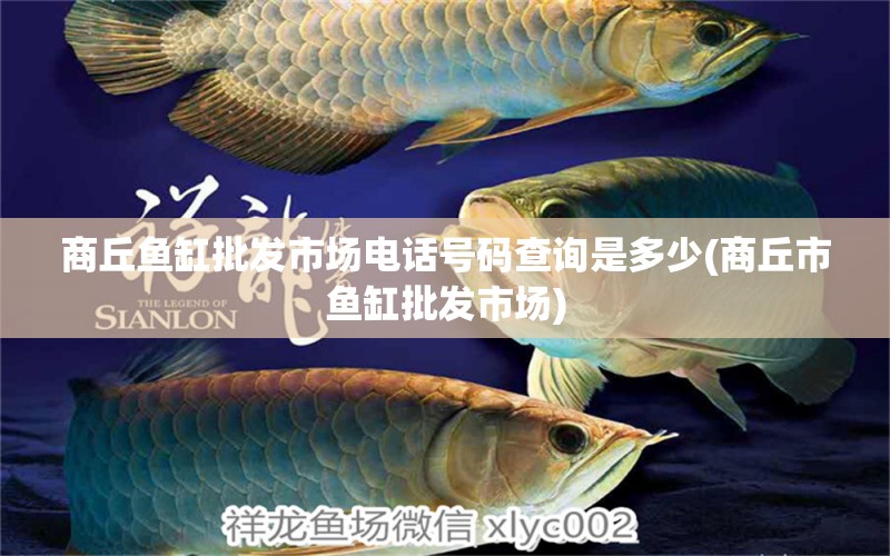 商丘魚缸批發(fā)市場電話號碼查詢是多少(商丘市魚缸批發(fā)市場) 鴨嘴鯊魚