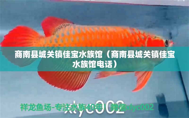 商南縣城關(guān)鎮(zhèn)佳寶水族館（商南縣城關(guān)鎮(zhèn)佳寶水族館電話）