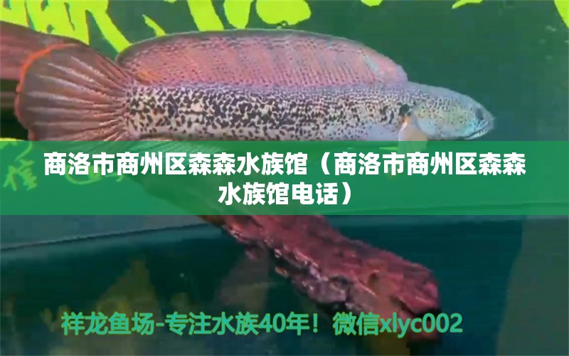 商洛市商州區(qū)森森水族館（商洛市商州區(qū)森森水族館電話）