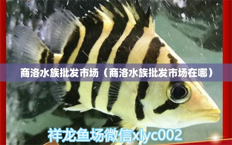 商洛水族批發(fā)市場(chǎng)（商洛水族批發(fā)市場(chǎng)在哪） 觀(guān)賞魚(yú)水族批發(fā)市場(chǎng)