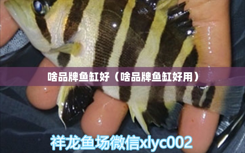 啥品牌魚缸好（啥品牌魚缸好用）