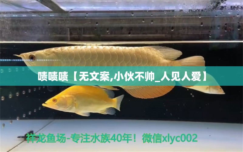 嘖嘖嘖【無文案,小伙不帥_人見人愛】 觀賞魚論壇 第2張