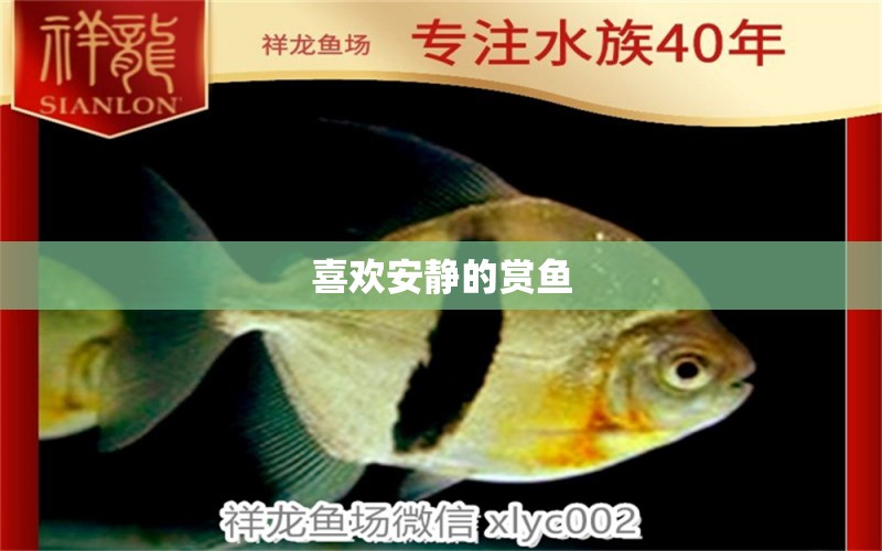 喜歡安靜的賞魚