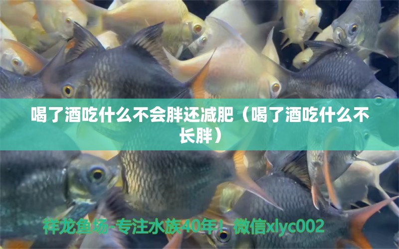 喝了酒吃什么不會(huì)胖還減肥（喝了酒吃什么不長(zhǎng)胖） 魚缸定做