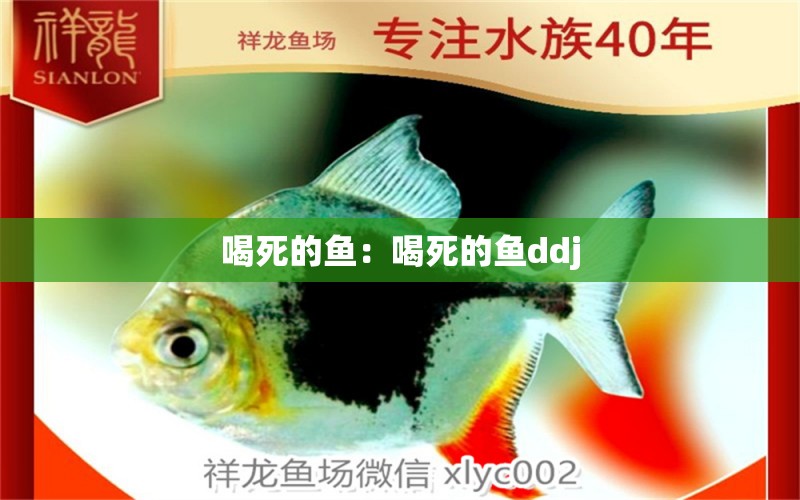 喝死的魚：喝死的魚ddj