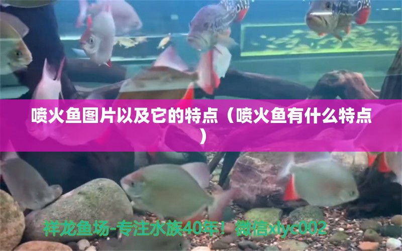 噴火魚圖片以及它的特點（噴火魚有什么特點） 印尼紅龍魚 第1張