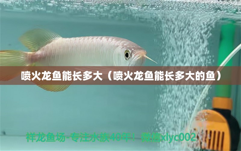 噴火龍魚能長多大（噴火龍魚能長多大的魚） 廣州龍魚批發(fā)市場