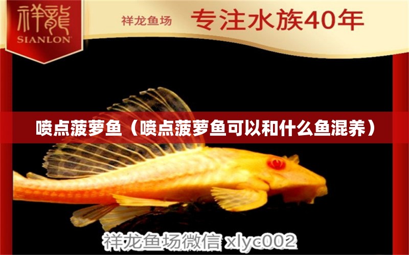 噴點(diǎn)菠蘿魚（噴點(diǎn)菠蘿魚可以和什么魚混養(yǎng)）