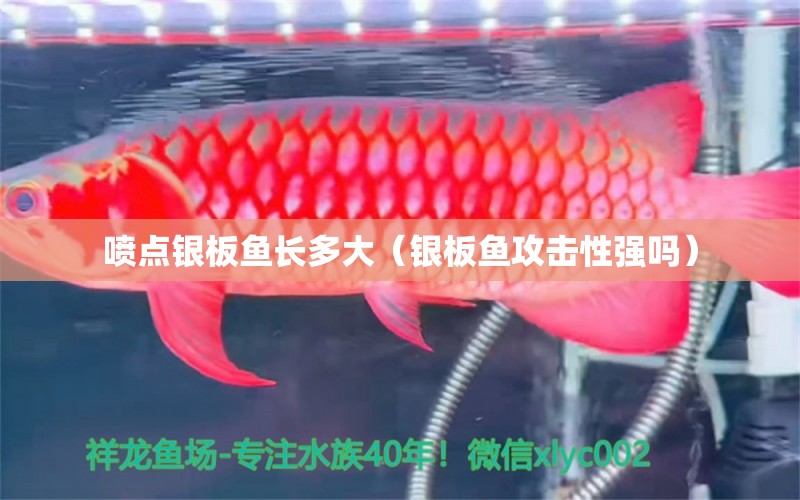 噴點銀板魚長多大（銀板魚攻擊性強嗎）