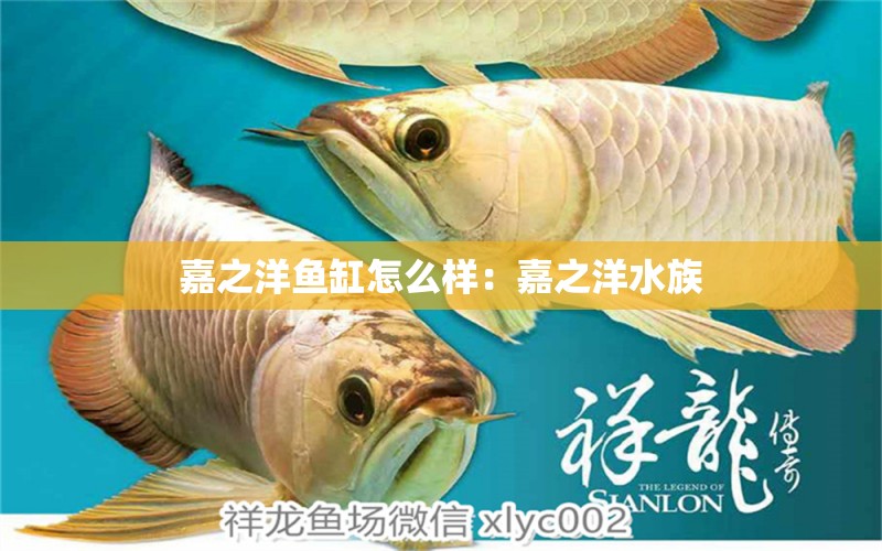 嘉之洋魚缸怎么樣：嘉之洋水族 觀賞魚市場（混養(yǎng)魚）