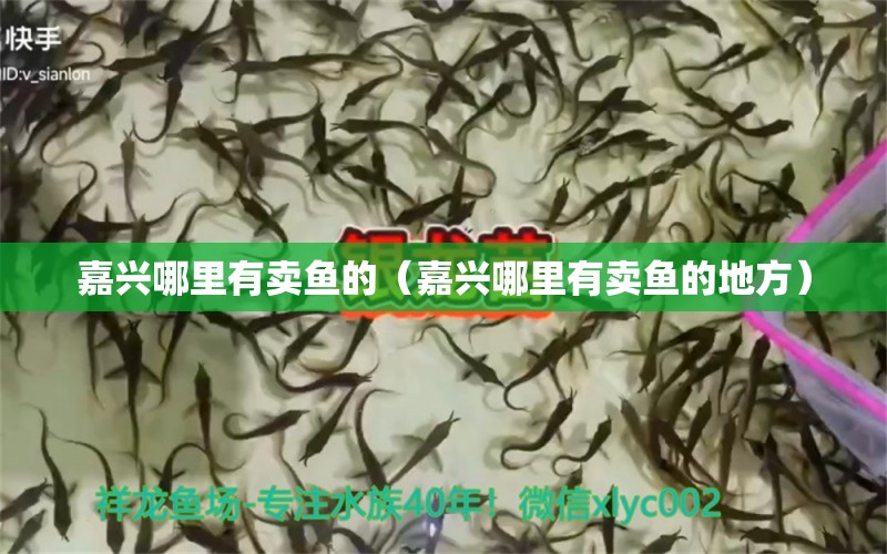 嘉興哪里有賣(mài)魚(yú)的（嘉興哪里有賣(mài)魚(yú)的地方）