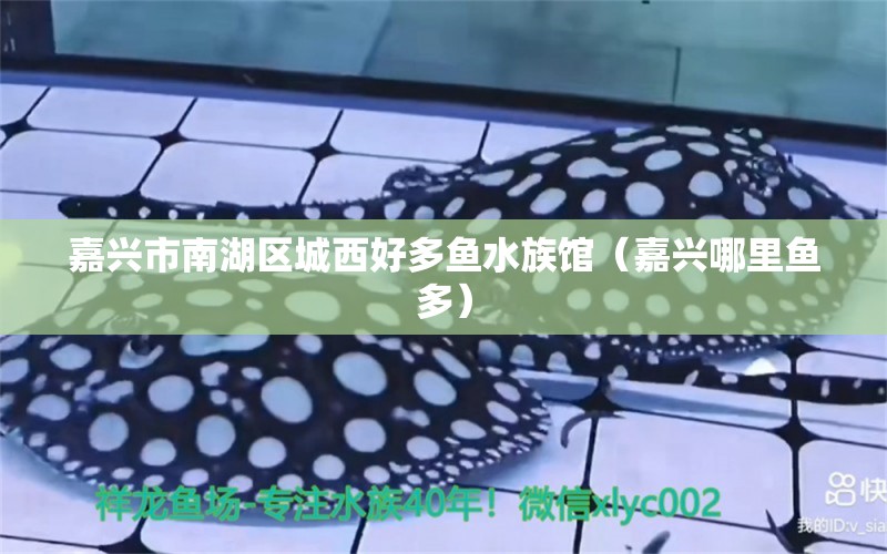 嘉興市南湖區(qū)城西好多魚(yú)水族館（嘉興哪里魚(yú)多）