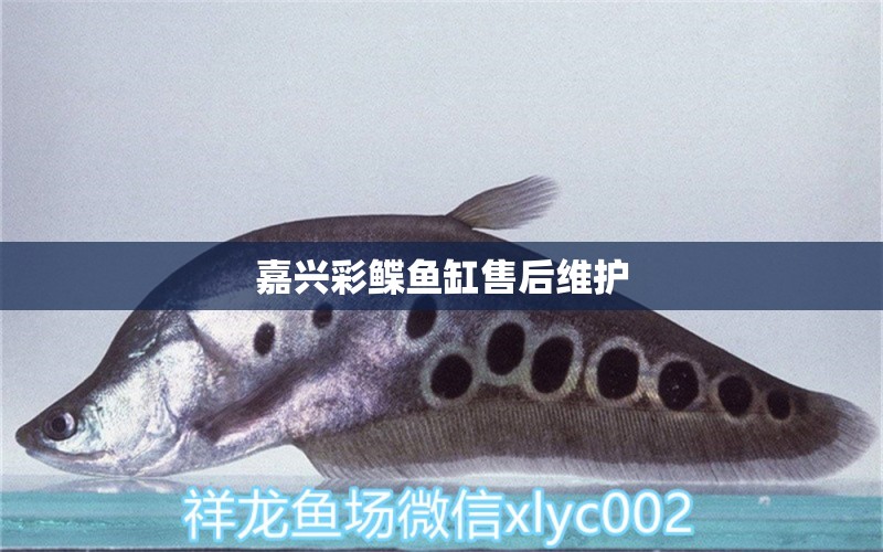 嘉興彩鰈魚(yú)缸售后維護(hù)