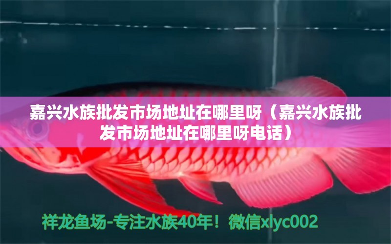 嘉興水族批發(fā)市場地址在哪里呀（嘉興水族批發(fā)市場地址在哪里呀電話） 觀賞魚水族批發(fā)市場