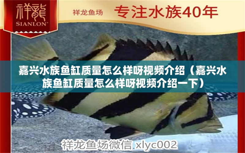 嘉興水族魚(yú)缸質(zhì)量怎么樣呀視頻介紹（嘉興水族魚(yú)缸質(zhì)量怎么樣呀視頻介紹一下）