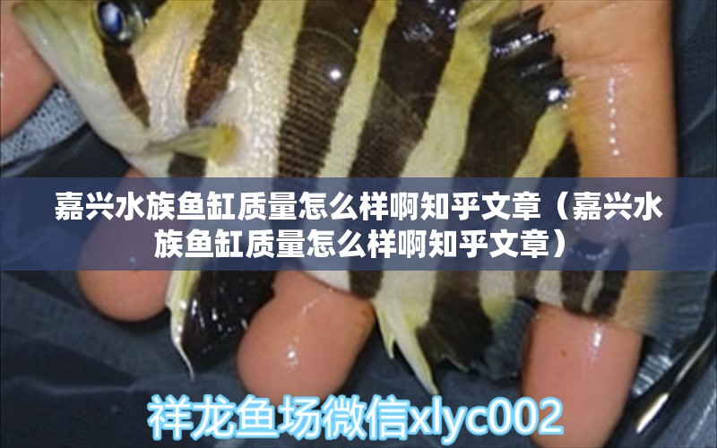 嘉興水族魚缸質(zhì)量怎么樣啊知乎文章（嘉興水族魚缸質(zhì)量怎么樣啊知乎文章） 硝化細(xì)菌