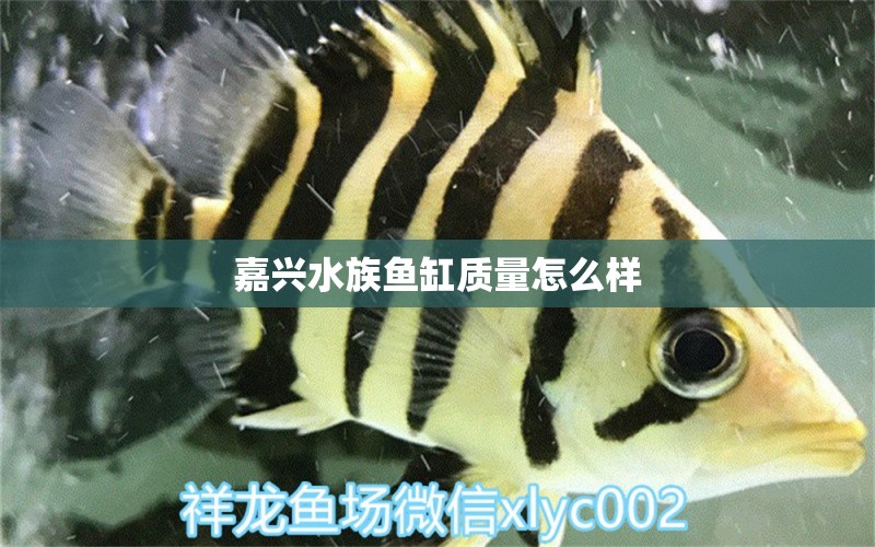 嘉興水族魚(yú)缸質(zhì)量怎么樣