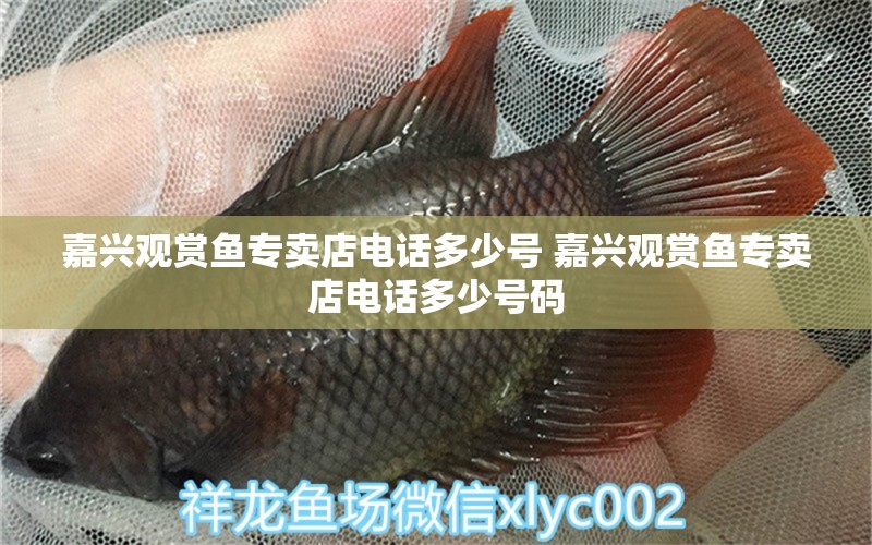 嘉興觀賞魚專賣店電話多少號 嘉興觀賞魚專賣店電話多少號碼