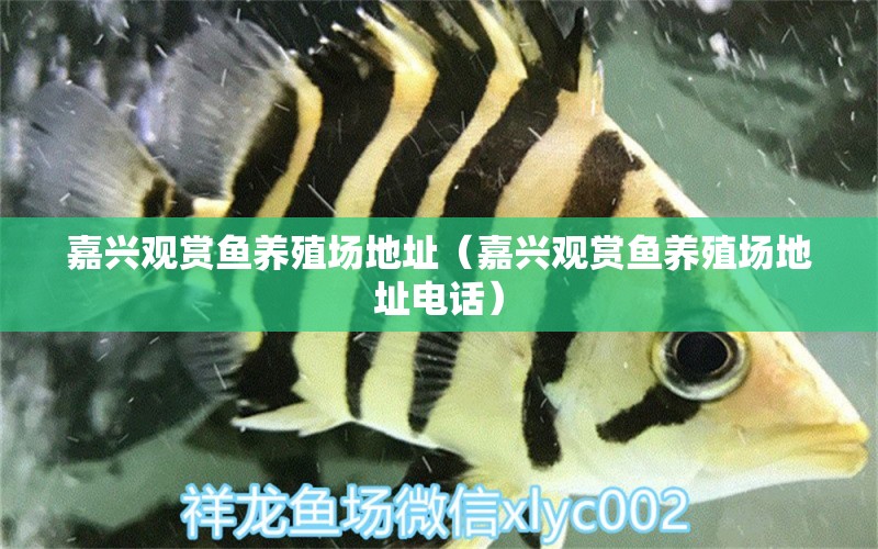 嘉興觀賞魚(yú)養(yǎng)殖場(chǎng)地址（嘉興觀賞魚(yú)養(yǎng)殖場(chǎng)地址電話） 觀賞魚(yú)市場(chǎng)（混養(yǎng)魚(yú)）