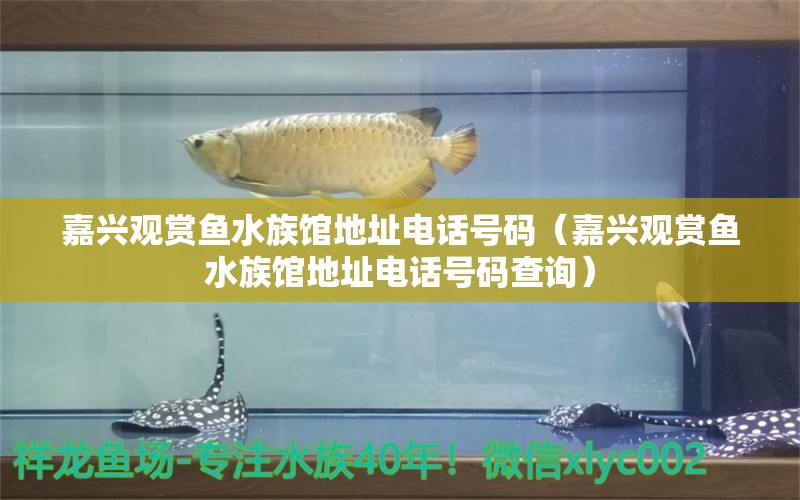 嘉興觀賞魚水族館地址電話號碼（嘉興觀賞魚水族館地址電話號碼查詢） 觀賞魚市場（混養(yǎng)魚）