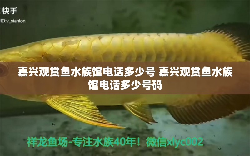 嘉興觀賞魚水族館電話多少號 嘉興觀賞魚水族館電話多少號碼