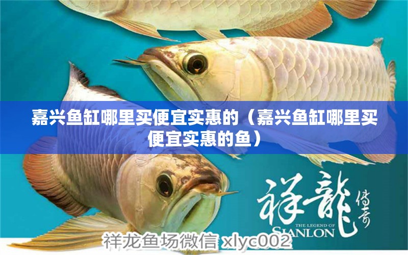 嘉興魚缸哪里買便宜實(shí)惠的（嘉興魚缸哪里買便宜實(shí)惠的魚）