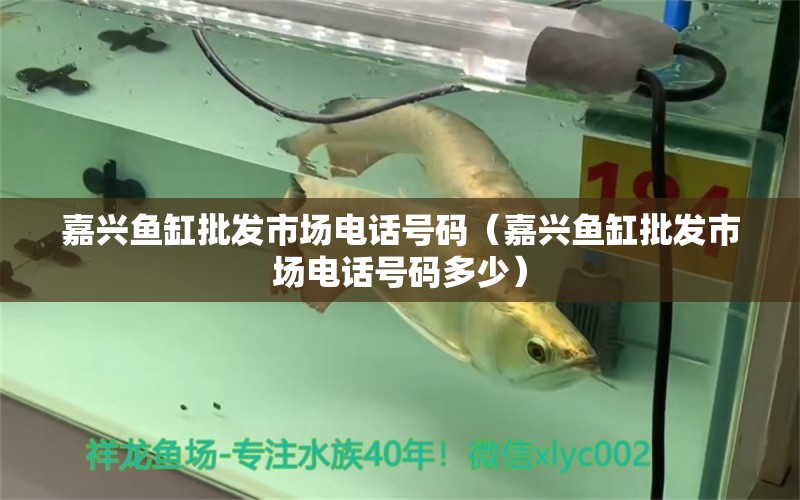 嘉興魚(yú)缸批發(fā)市場(chǎng)電話號(hào)碼（嘉興魚(yú)缸批發(fā)市場(chǎng)電話號(hào)碼多少） 觀賞魚(yú)市場(chǎng)（混養(yǎng)魚(yú)）