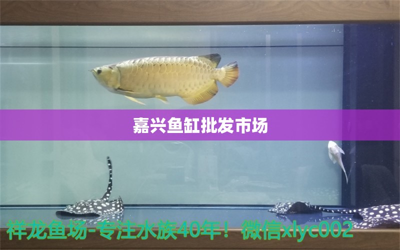 嘉興魚(yú)缸批發(fā)市場(chǎng) 其他品牌魚(yú)缸