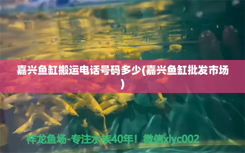 嘉興魚缸搬運電話號碼多少(嘉興魚缸批發(fā)市場) 薩伊藍魚