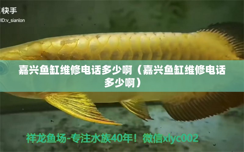 嘉興魚缸維修電話多少啊（嘉興魚缸維修電話多少?。? title=