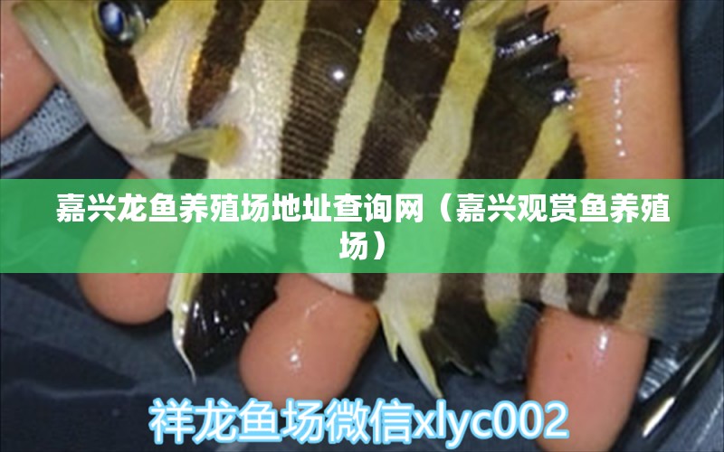 嘉興龍魚養(yǎng)殖場地址查詢網(wǎng)（嘉興觀賞魚養(yǎng)殖場）