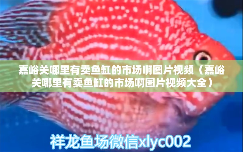 嘉峪關哪里有賣魚缸的市場啊圖片視頻（嘉峪關哪里有賣魚缸的市場啊圖片視頻大全） 觀賞魚市場（混養(yǎng)魚）