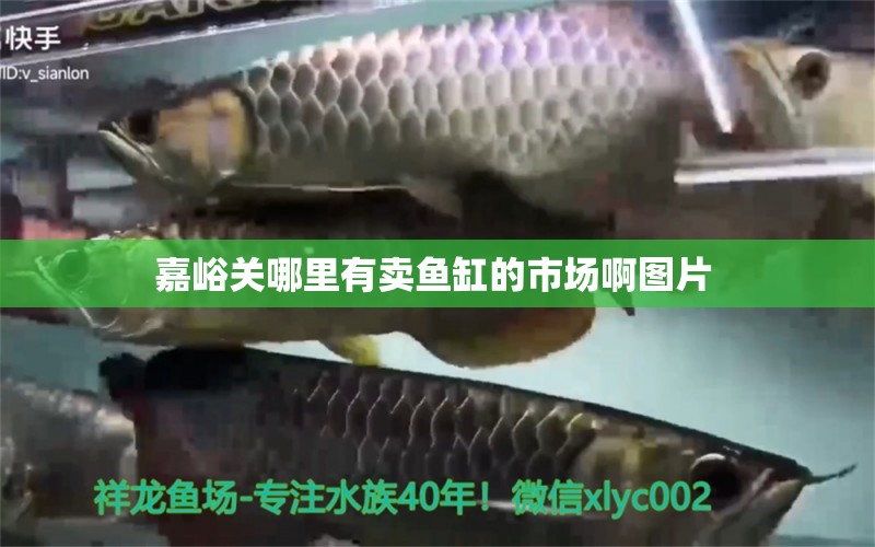 嘉峪關(guān)哪里有賣魚缸的市場啊圖片 