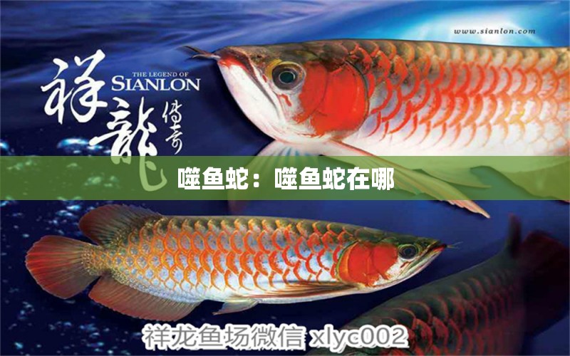 噬魚蛇：噬魚蛇在哪