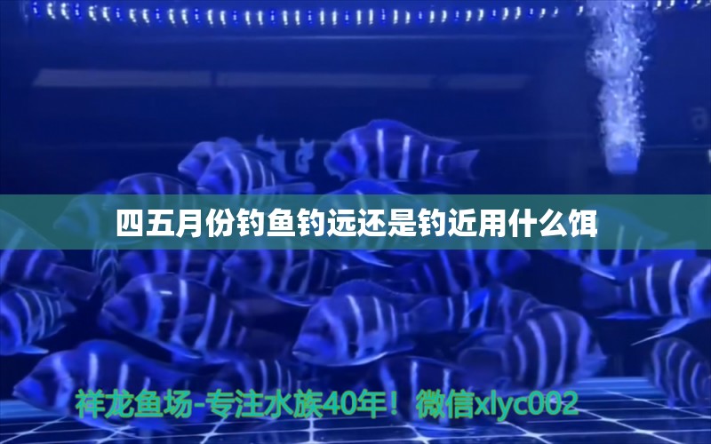 四五月份釣魚(yú)釣遠(yuǎn)還是釣近用什么餌 祥龍金禾金龍魚(yú) 第2張