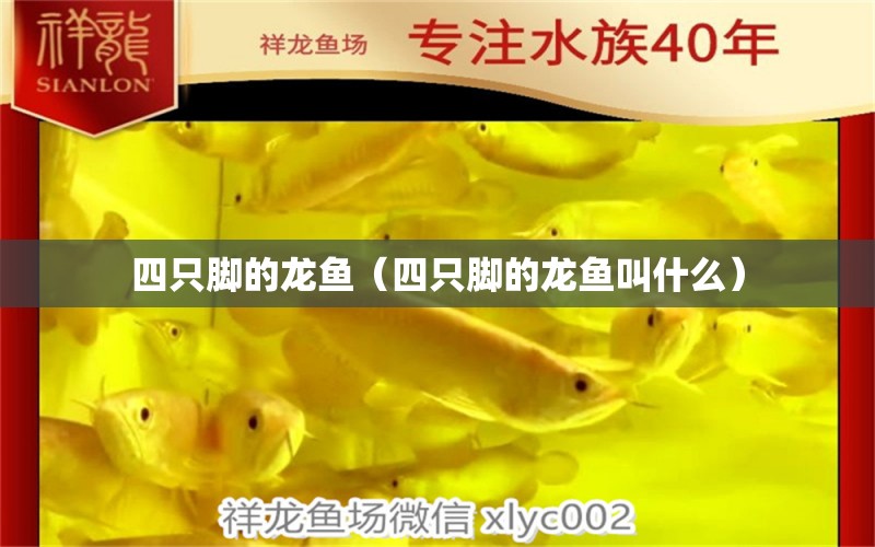 四只腳的龍魚（四只腳的龍魚叫什么）