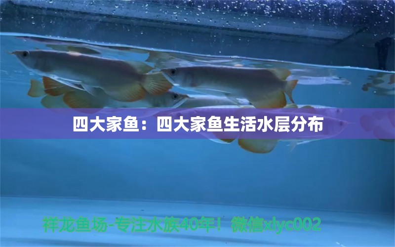 四大家魚：四大家魚生活水層分布