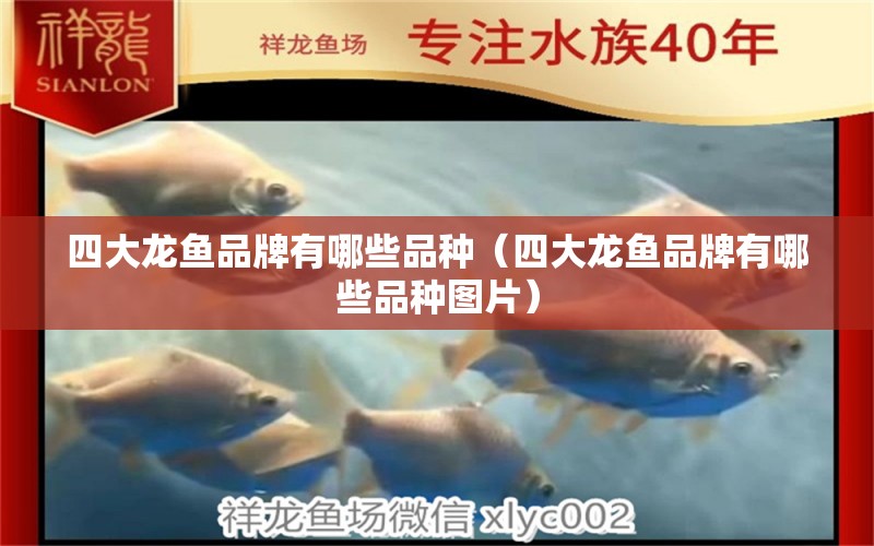 四大龍魚(yú)品牌有哪些品種（四大龍魚(yú)品牌有哪些品種圖片） 廣州龍魚(yú)批發(fā)市場(chǎng)