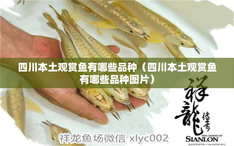 四川本土觀賞魚有哪些品種（四川本土觀賞魚有哪些品種圖片）