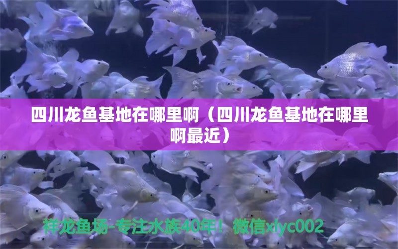 四川龍魚基地在哪里啊（四川龍魚基地在哪里啊最近） 祥龍魚場