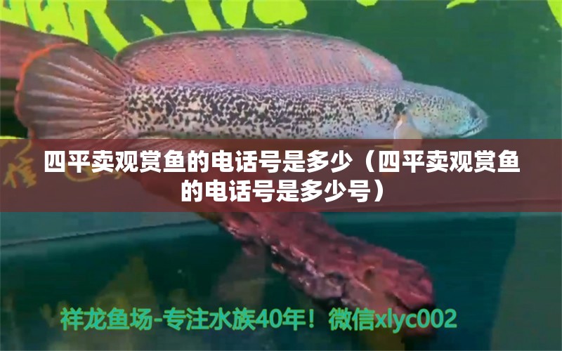 四平賣觀賞魚(yú)的電話號(hào)是多少（四平賣觀賞魚(yú)的電話號(hào)是多少號(hào)） 白子金龍魚(yú)