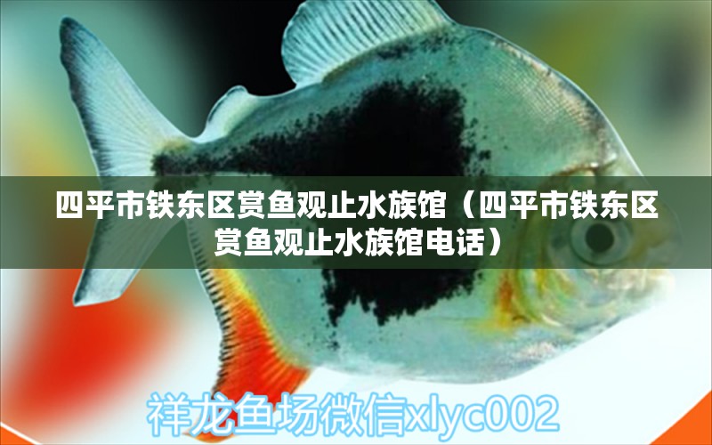 四平市鐵東區(qū)賞魚觀止水族館（四平市鐵東區(qū)賞魚觀止水族館電話）