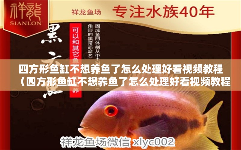 四方形魚缸不想養(yǎng)魚了怎么處理好看視頻教程（四方形魚缸不想養(yǎng)魚了怎么處理好看視頻教程） 觀賞魚市場(chǎng)（混養(yǎng)魚）