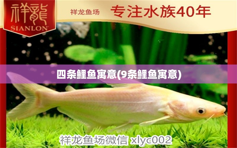 四條鯉魚(yú)寓意(9條鯉魚(yú)寓意) 稀有金龍魚(yú)