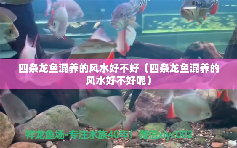 四條龍魚混養(yǎng)的風水好不好（四條龍魚混養(yǎng)的風水好不好呢） 魚缸風水