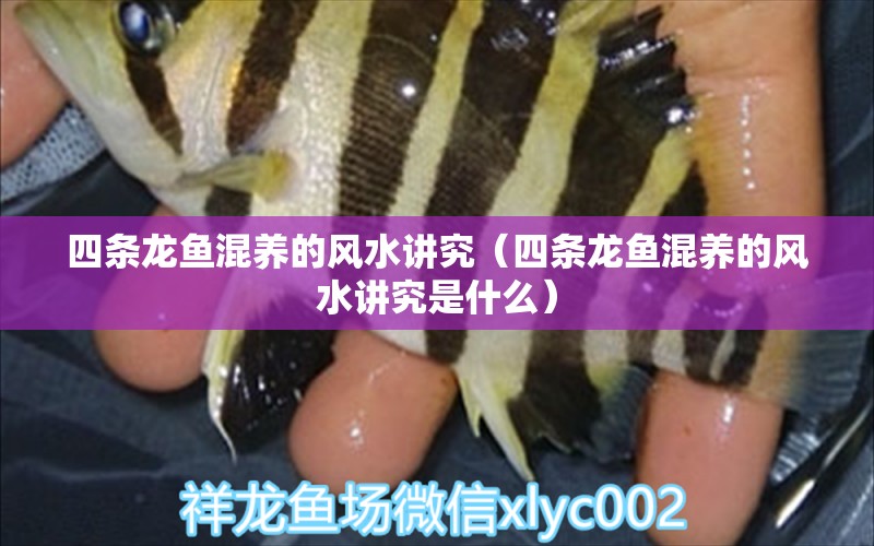 四條龍魚(yú)混養(yǎng)的風(fēng)水講究（四條龍魚(yú)混養(yǎng)的風(fēng)水講究是什么） 魚(yú)缸風(fēng)水